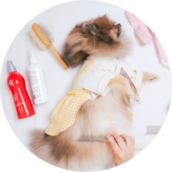 Pet Gadgets